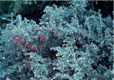 APII jpeg image of Grevillea lavandulacea 'Tanunda'  © contact APII