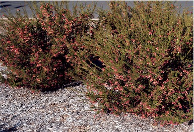 APII jpeg image of Grevillea 'Pink Star'  © contact APII