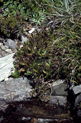 APII jpeg image of Drosera arcturi  © contact APII