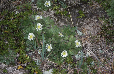 APII jpeg image of Erigeron setosus  © contact APII