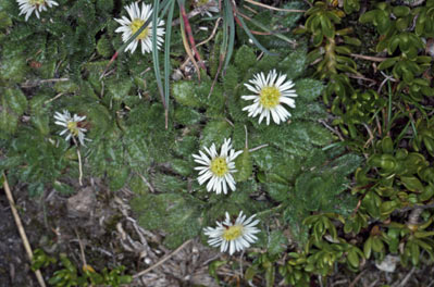 APII jpeg image of Erigeron setosus  © contact APII