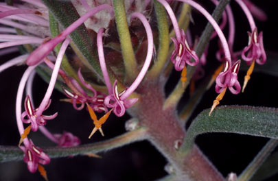 APII jpeg image of Isopogon linearis  © contact APII