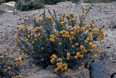 APII jpeg image of Oxylobium ellipticum  © contact APII