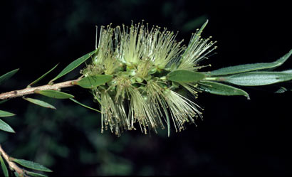 APII jpeg image of Callistemon formosus  © contact APII