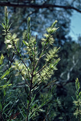 APII jpeg image of Callistemon formosus  © contact APII