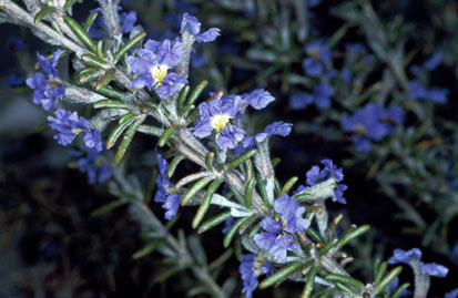 APII jpeg image of Dampiera rosmarinifolia  © contact APII