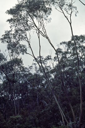 APII jpeg image of Eucalyptus saxatilis  © contact APII