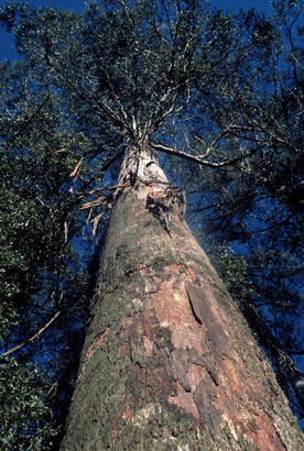 APII jpeg image of Eucalyptus regnans  © contact APII