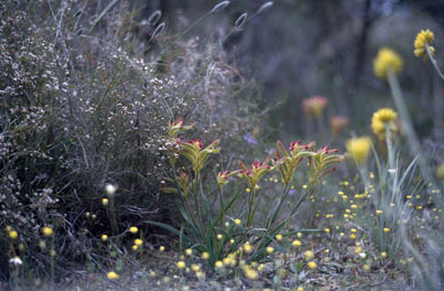 APII jpeg image of Anigozanthos humilis subsp. humilis  © contact APII