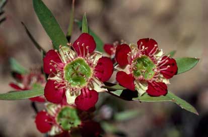 APII jpeg image of Leptospermum spectabile  © contact APII