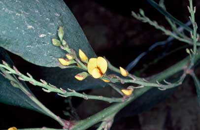 APII jpeg image of Daviesia laxiflora  © contact APII