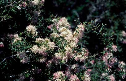 APII jpeg image of Hakea lissocarpha  © contact APII