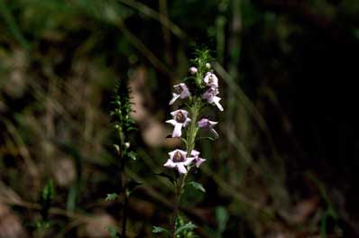 APII jpeg image of Euphrasia collina subsp. paludosa  © contact APII