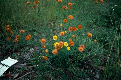 APII jpeg image of Xerochrysum viscosum  © contact APII