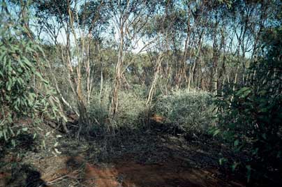 APII jpeg image of Eucalyptus  © contact APII