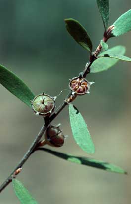 APII jpeg image of Leptospermum brevipes  © contact APII