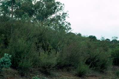 APII jpeg image of Leptospermum brevipes  © contact APII