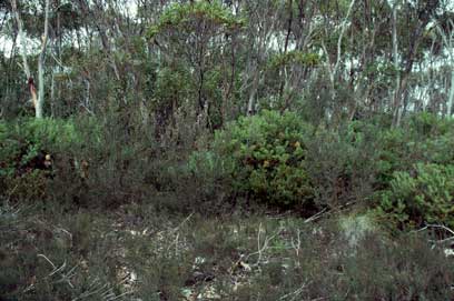 APII jpeg image of Leptospermum jingera  © contact APII