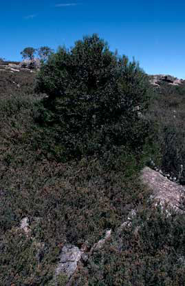 APII jpeg image of Hakea lissosperma  © contact APII