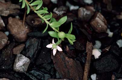 APII jpeg image of Rhytidosporum alpinum  © contact APII