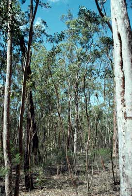 APII jpeg image of Eucalyptus infera  © contact APII