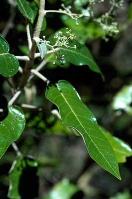 APII jpeg image of Astrotricha latifolia  © contact APII