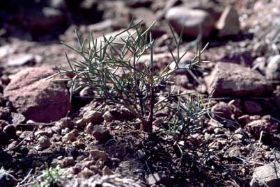 APII jpeg image of Hakea pulvinifera  © contact APII