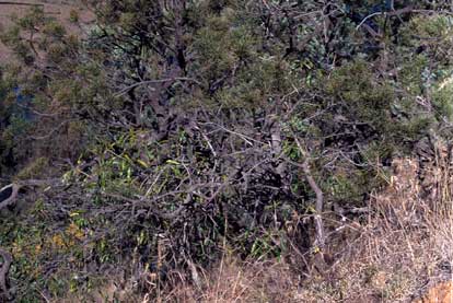 APII jpeg image of Hakea pulvinifera  © contact APII