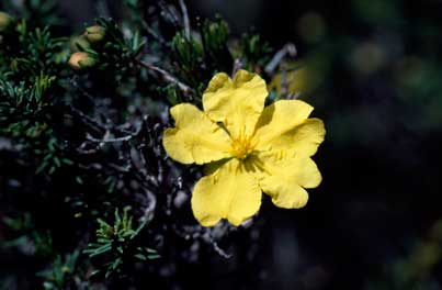 APII jpeg image of Hibbertia serpyllifolia  © contact APII