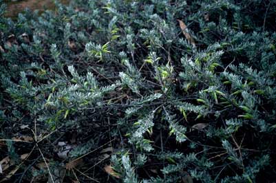 APII jpeg image of Eremophila glabra  © contact APII