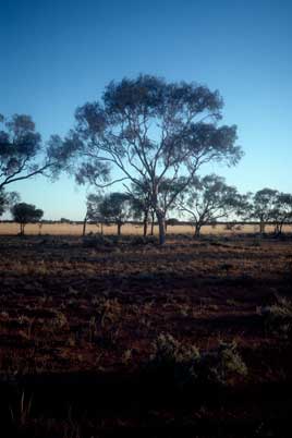 APII jpeg image of Flindersia maculosa  © contact APII