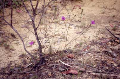 APII jpeg image of Thysanotus juncifolius  © contact APII