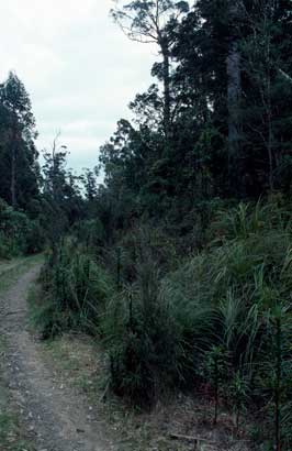 APII jpeg image of Richea dracophylla  © contact APII