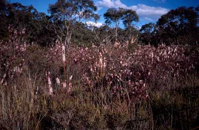 APII jpeg image of Epacris purpurascens var. purpurascens  © contact APII