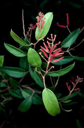 APII jpeg image of Grevillea rhyolitica subsp. rhyolitica  © contact APII