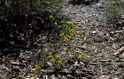 APII jpeg image of Pultenaea glabra  © contact APII