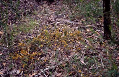 APII jpeg image of Pultenaea laxiflora  © contact APII