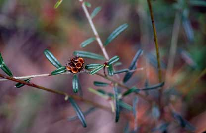 APII jpeg image of Pultenaea rosmarinifolia  © contact APII