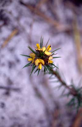 APII jpeg image of Pultenaea penna  © contact APII