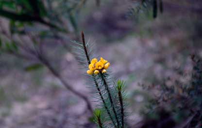 APII jpeg image of Pultenaea stipularis  © contact APII