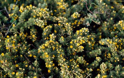 APII jpeg image of Pultenaea tenuifolia  © contact APII