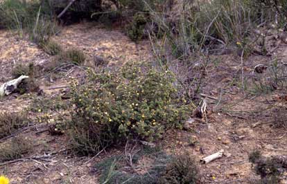 APII jpeg image of Pultenaea trifida  © contact APII