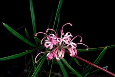 APII jpeg image of Grevillea humilis subsp. lucens  © contact APII