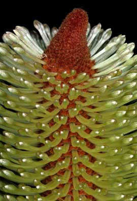 APII jpeg image of Banksia penicillata  © contact APII