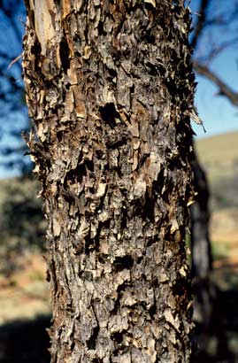 APII jpeg image of Eucalyptus gillii  © contact APII