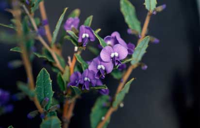 APII jpeg image of Hovea chorizemifolia  © contact APII