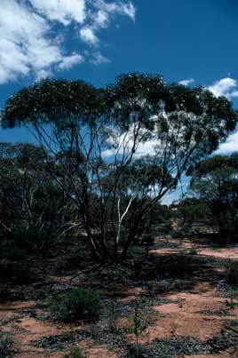 APII jpeg image of Eucalyptus oleosa subsp. oleosa  © contact APII