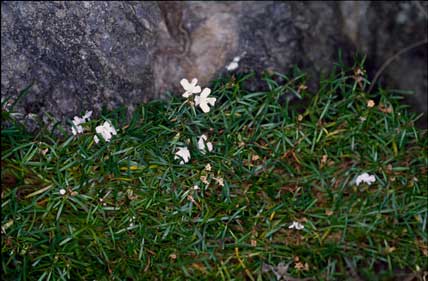 APII jpeg image of Westringia rupicola  © contact APII