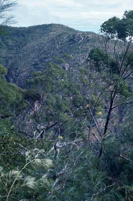 APII jpeg image of Grevillea whiteana  © contact APII