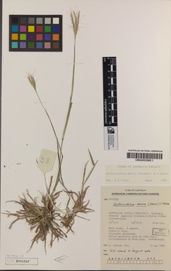 APII jpeg image of Bothriochloa macra  © contact APII